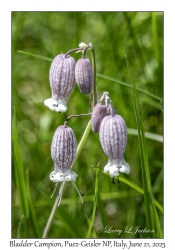 Bladder Campion