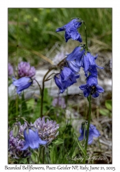 Bearded Bellflower