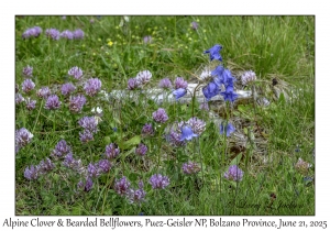 Bearded Bellflower & Alpine Clover