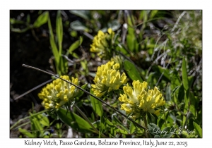 2025-06-22#7162 Anthyllis vulneraria - Kidney Vetch, Passo Gardena, Bolzano Province, Italy