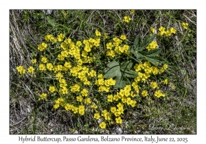Hybrid Buttercup