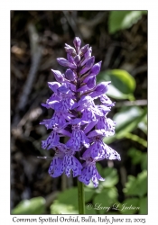 Common Spotted Orchid