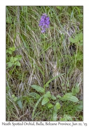 Heath Spotted Orchid