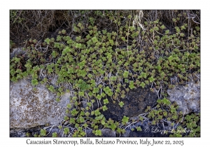 Caucasian Stonecrop