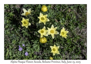 Alpine Pasque Flower