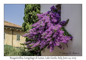 Bougainvillea