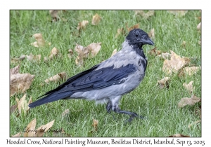 Hooded Crow
