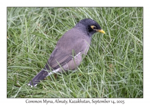 Common Myna