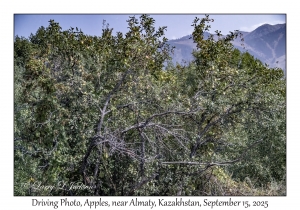Driving Photo, Apples