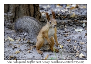 Altai Red Squirrel