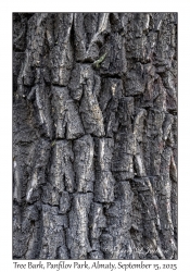 Tree Bark