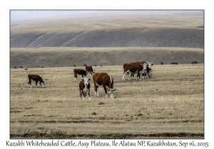 Kazakh Whiteheaded Cattle