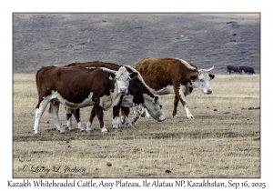 Kazakh Whiteheaded Cattle