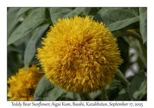 Teddy Bear Sunflower