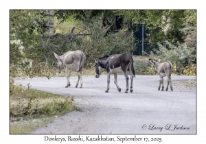 Donkeys