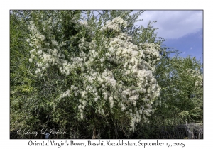 Oriental Virgin's Bower