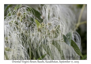 Oriental Virgin's Bower