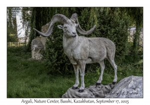Argali