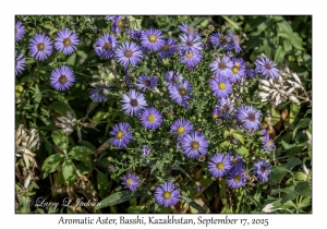 Aromatic Aster