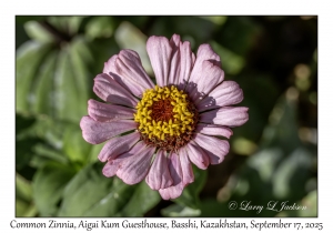 Common Zinnia