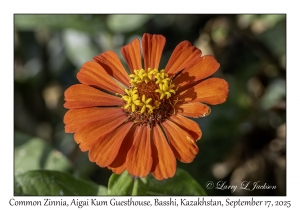 Common Zinnia