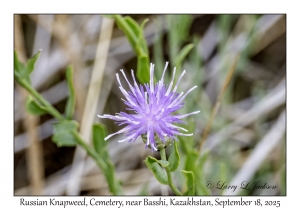 Russian Knapweed
