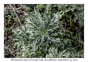 2025-09-19#9698 Artemisia absinthium - Wormwood, Saty to Kaindy Lake, Kazakhstan