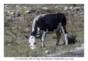 2025-09-19#9746 Cow, Kaindy Lake to Saty, Kazakhstan
