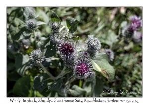 2025-09-19#9759 Arctium tomentosum - Wooly Burdock, Zhuldyz Guesthouse, Saty, Kazakhstan