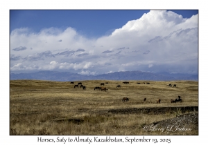 2025-09-19#9776 Horses, Saty to Almaty, Kazakhstan