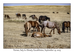 2025-09-19#9778 Horses, Saty to Almaty, Kazakhstan