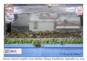 2025-09-20#9830 Astacus leptodactylus - Narrow-clawed Crawfish, Green Market, Almaty, Kazakhstan