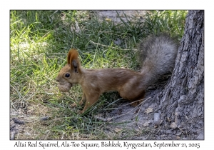 2025-09-21#0077 Sciurus vulgaris altaicus - Altai Red Squirrel, Ala-Too Square, Bishkek, Kyrgyzstan