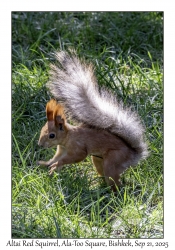 2025-09-21#0084 Sciurus vulgaris altaicus - Altai Red Squirrel, Ala-Too Square, Bishkek, Kyrgyzstan