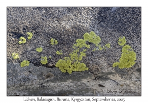 Lichen