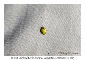 22-spot Ladybird Beetle