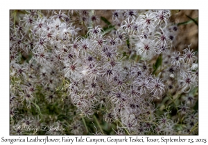 Songorica Leatherflower