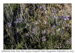 Unknown Aster