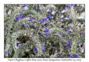 Viper's Bugloss