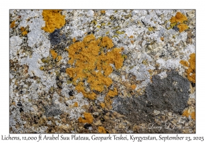 Lichens