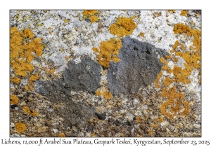 Lichens