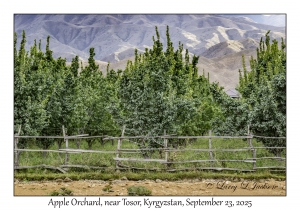Apple Orchard