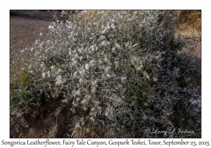 Songorica Leatherflower