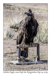 Golden Eagle