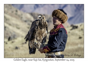 Golden Eagle