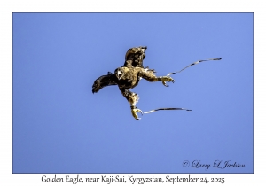 Golden Eagle
