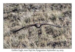 Golden Eagle