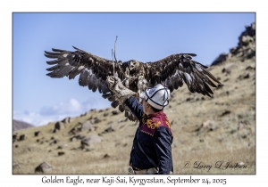 Golden Eagle