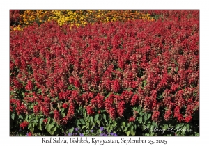 Red Salvia