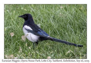 Eurasian Magpie